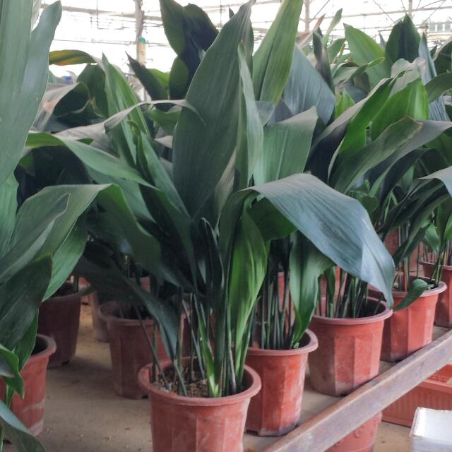 plant-aspidistra-elatior-cast-iron-plant-bar-room-plant-2-5ft