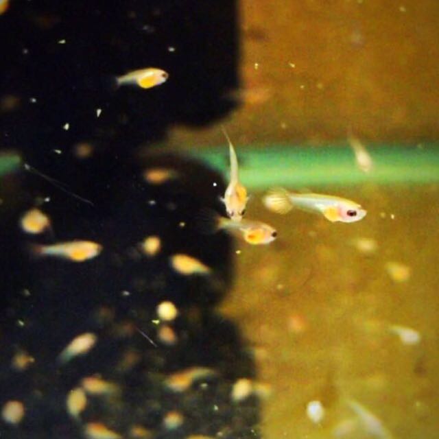 Fish Betta Fry Starter Food