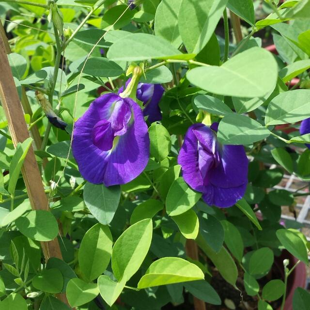 Plant Clitoria ternatea / Asian pigeonwings, bluebellvine, blue pea