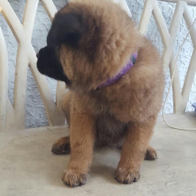 chow x labrador