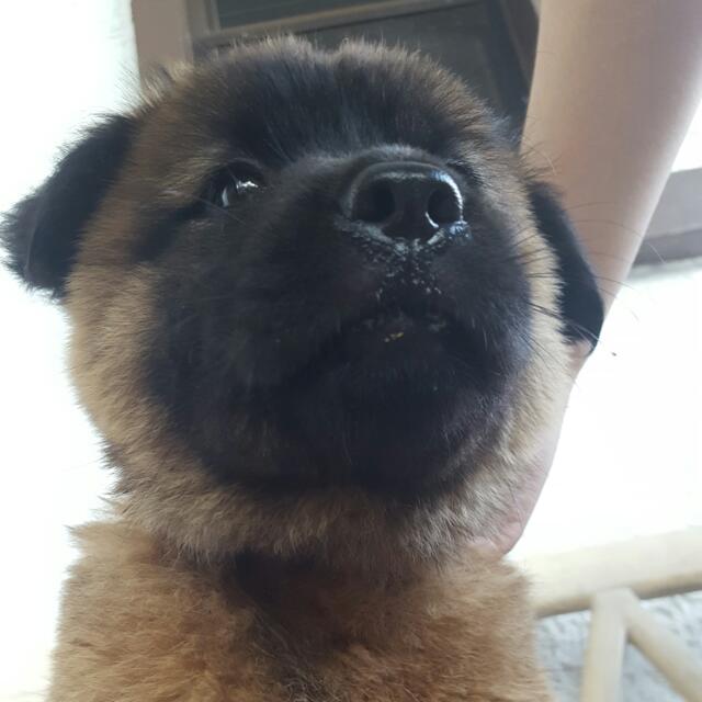 Chow Chow x Lab Puppy Pet Supplies Homes Other Pet Accessories