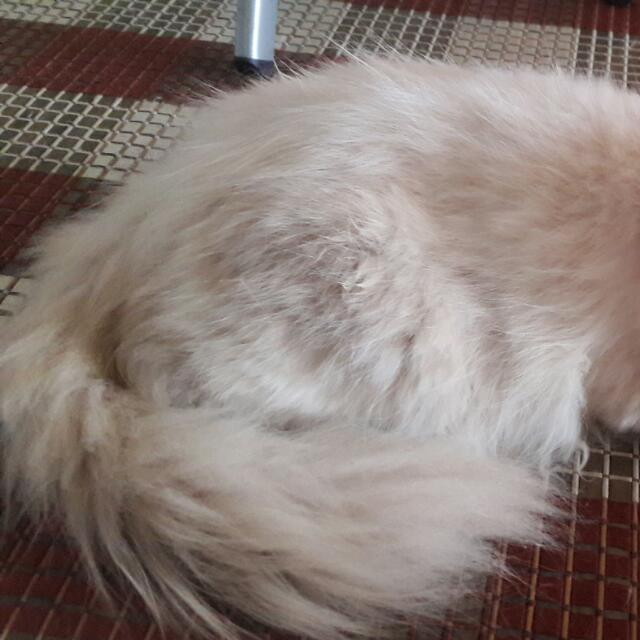 Kucing Breed Ragdoll Gemuk Aktif, Pet Supplies, Pet Food on Carousell