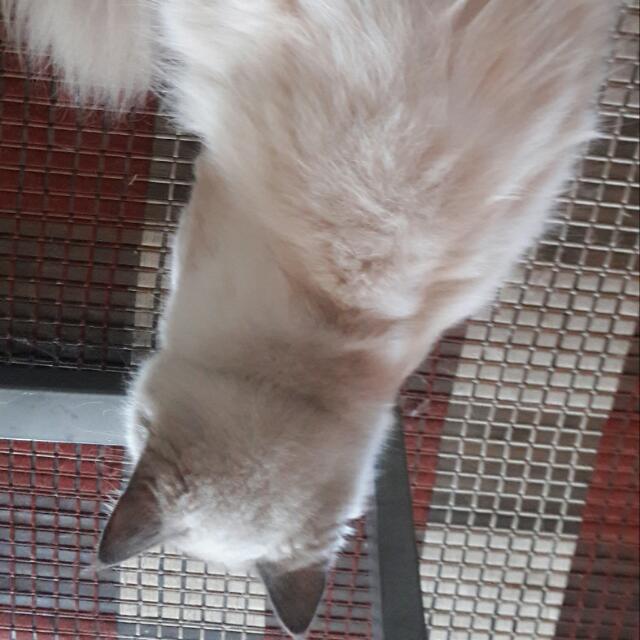 Kucing Breed Ragdoll Gemuk Aktif, Pet Supplies, Pet Food on Carousell