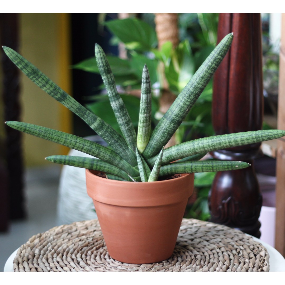 Potted Sansevieria Cylindrica Var Patula Boncel Gardening On Carousell,Roof Replacement