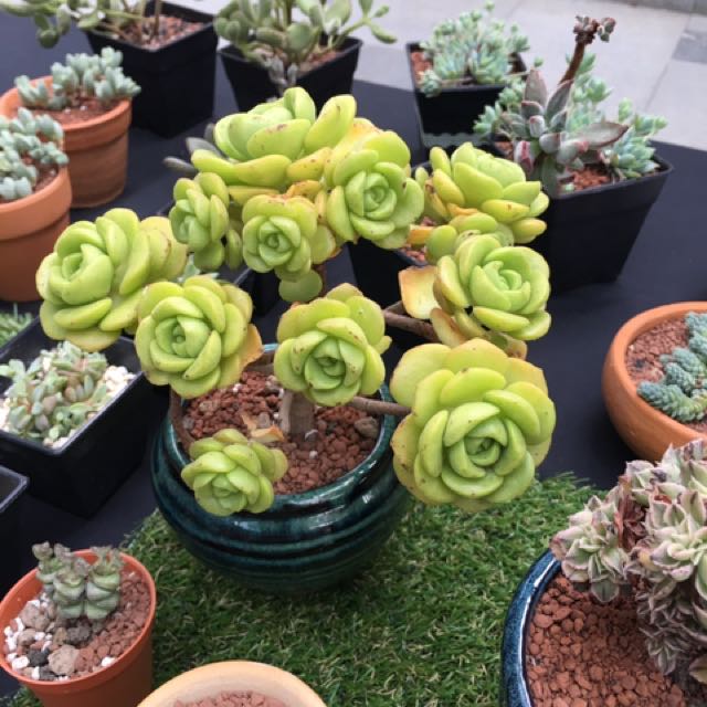 Aeonium Lilypad Korea Succulent Furniture Home Living Gardening Plants Seeds On Carousell