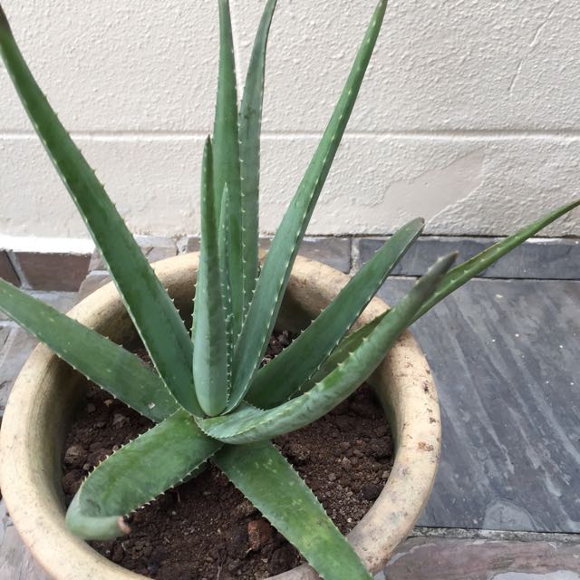 Home Grow Aloe Vera Plant Edible Gardening On Carousell