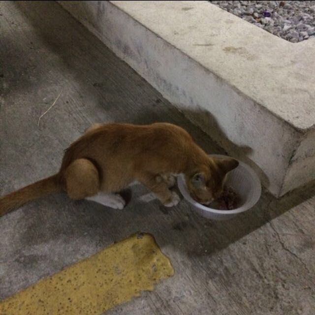 R.I.P Junu002717 : Ginger Cat/ Male Kitten For Adoption / Anak Kucing 