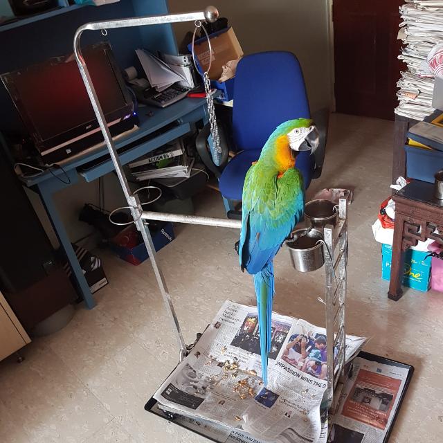 macaw stand