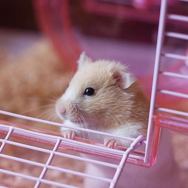 Hamster hotel cage outlet