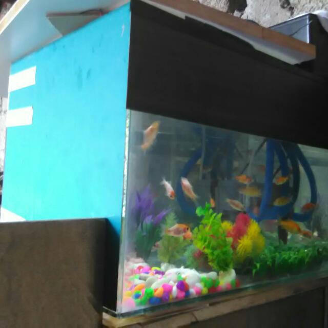 94 Koleksi Desain Aquarium Buatan Sendiri Terbaru