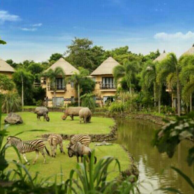 Voucher Hotel Mara River Di Bali Safari Marine Park Tiket Voucher Kartu Hadiah Voucher Di Carousell