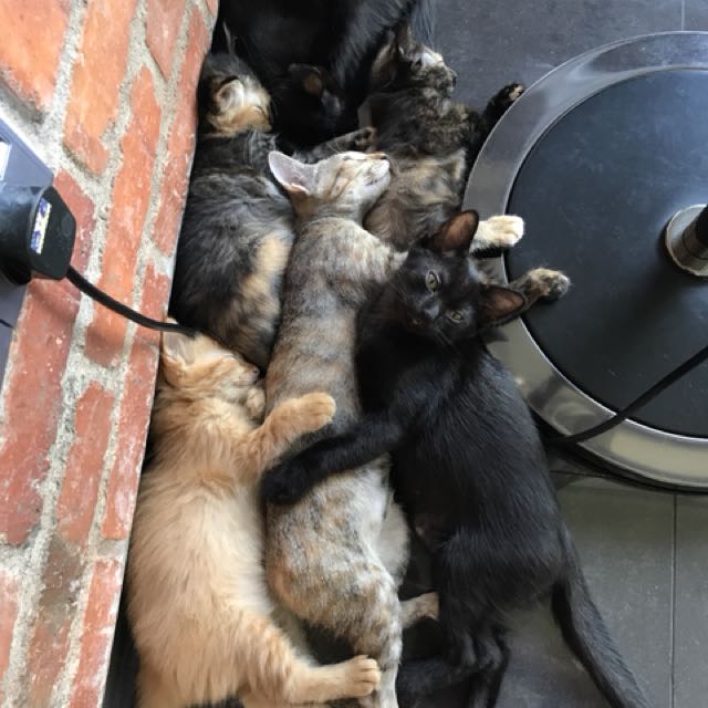 Cats to adopt, Pet Supplies, Pet Food on Carousell