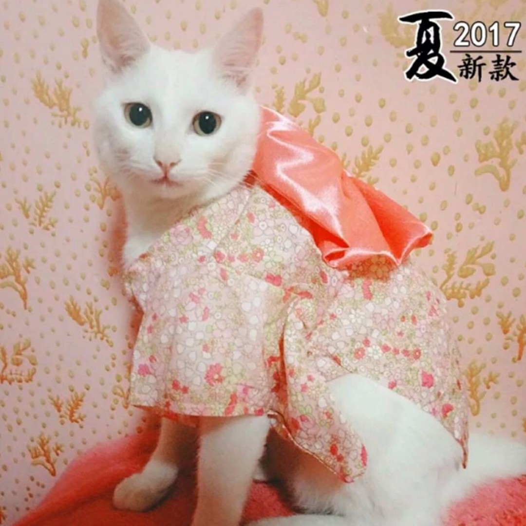  Baju  Kucing  Jepun Pet Supplies Pet Accessories on Carousell