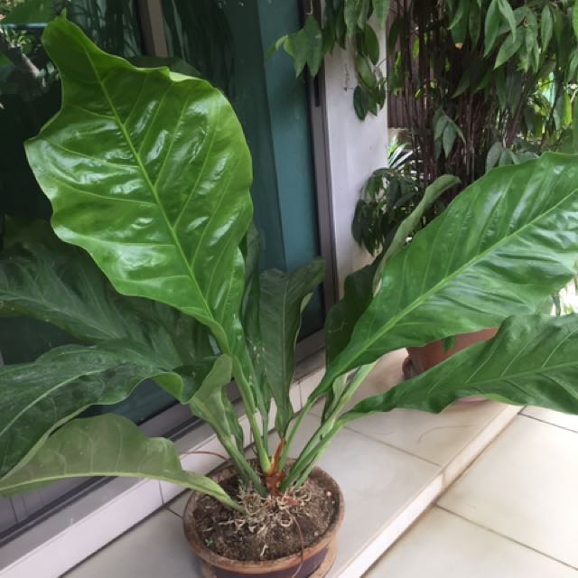 ANTHURIUM BIG RED BIRD ubicaciondepersonas.cdmx.gob.mx