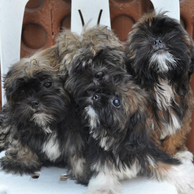 Beef pro shop for shih tzu