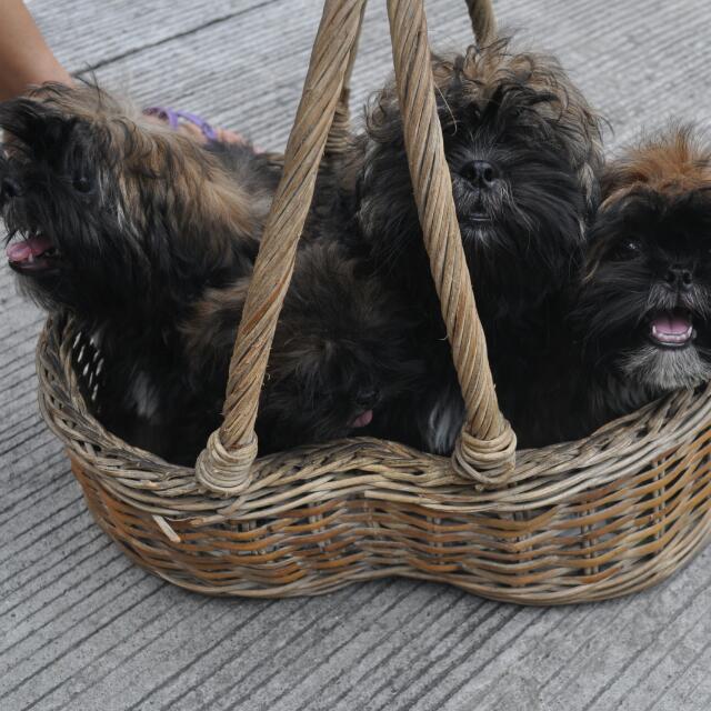 Shih Tzu Puppy Beef Pro Diet