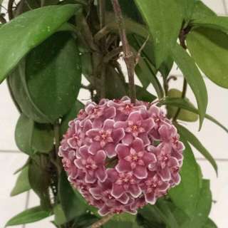 (Category: ) located in . Submitted by urban.cultivar (Listing ID 113264819, Image 1). Description: .