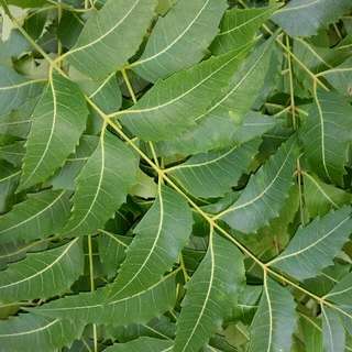 Neem Leaves - 29 Leaves Per Pks