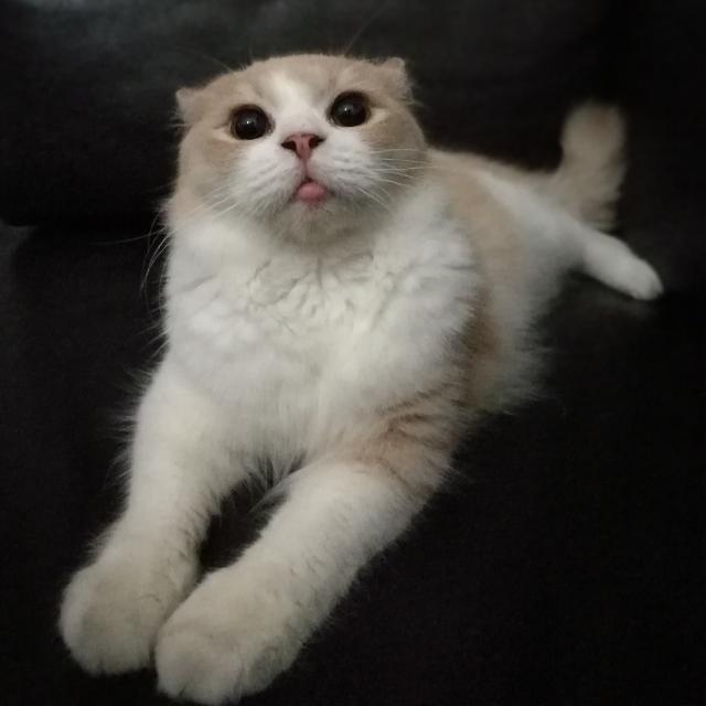 Iu0027m Selling My Beloved Semi Flat Persian Cat., Pet Supplies, Pet 