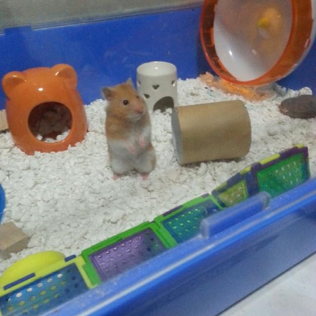 Zoozone 2 hamster cage hotsell