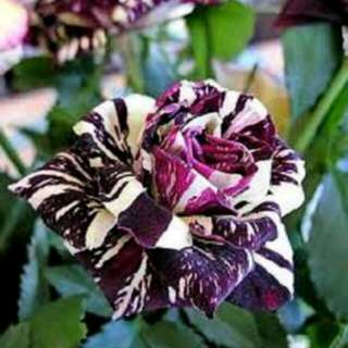 Benih Mawar Black Dragon Rose (Import)