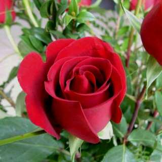 Benih Mawar Merah / Red Rose (Import)