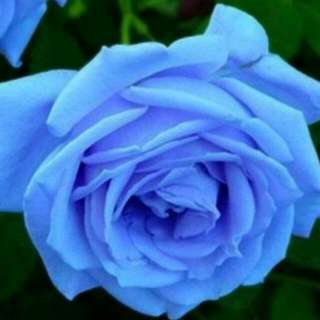 Benih Mawar Biru Muda / Light Blue Rose (Import)