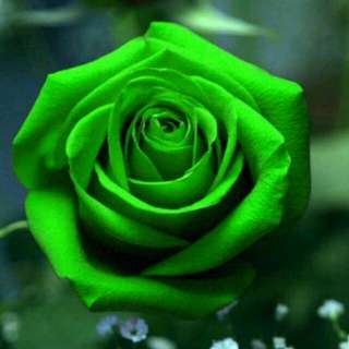 Benih Mawar Hijau / Green Rose (Import)