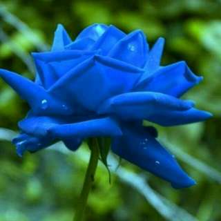 Benih Mawar Biru / Blue Rose (Import)