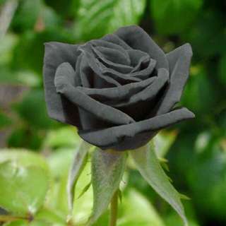 Benih Mawar Hitam / Black Rose (Import)