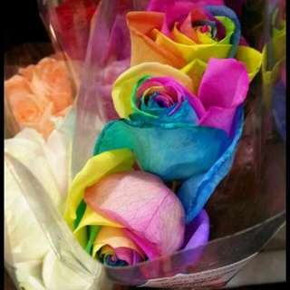 Benih Mystic Rainbow Rose (Import)