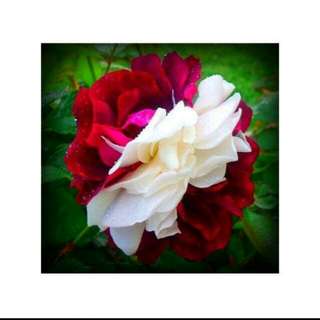Benih Mawar Zampa Dust Rose (Import)