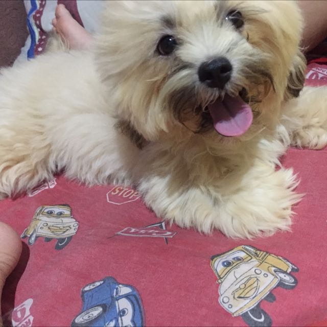 Preloved top lhasa apso