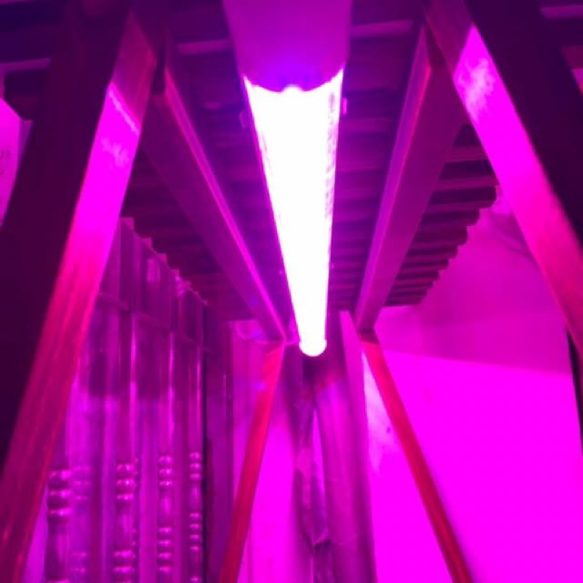 Wega clearance grow light