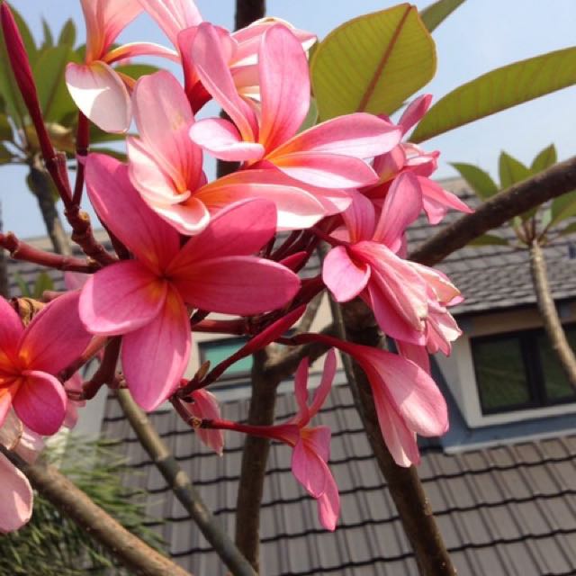 Pink Frangipani Tree, Furniture & Home Living, Home Decor, Artificial Plants & Flowers on Carousell