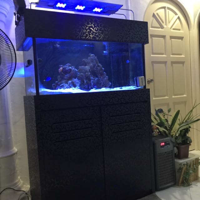 3Ft Marine Fish tank Set Up Take All, Pet Supplies, Homes & Other Pet