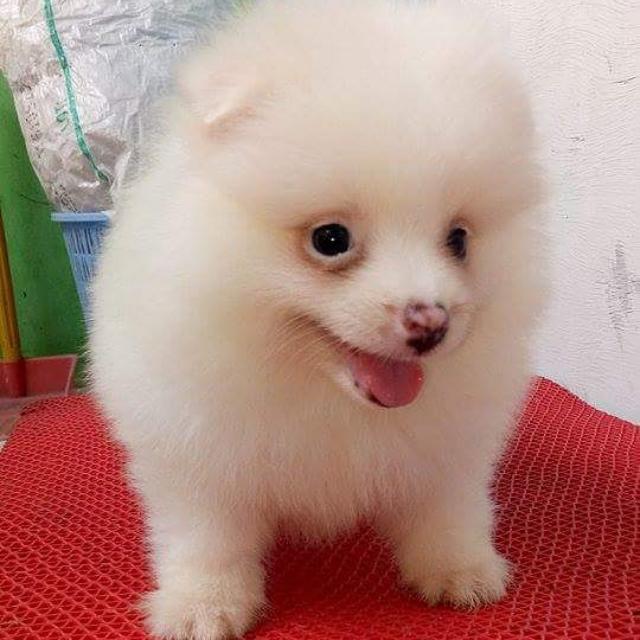 31++ Foto anjing mini pomeranian ideas in 2021 