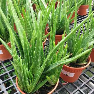 🌿LUSH Aloe Vera (Avail In 2 Sizes. Medium And Big!)