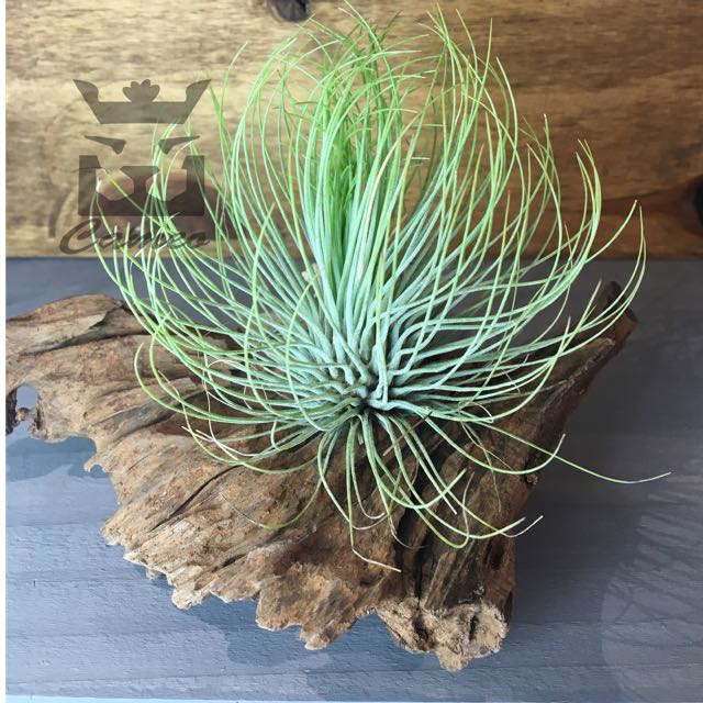 空气凤梨-红宝石