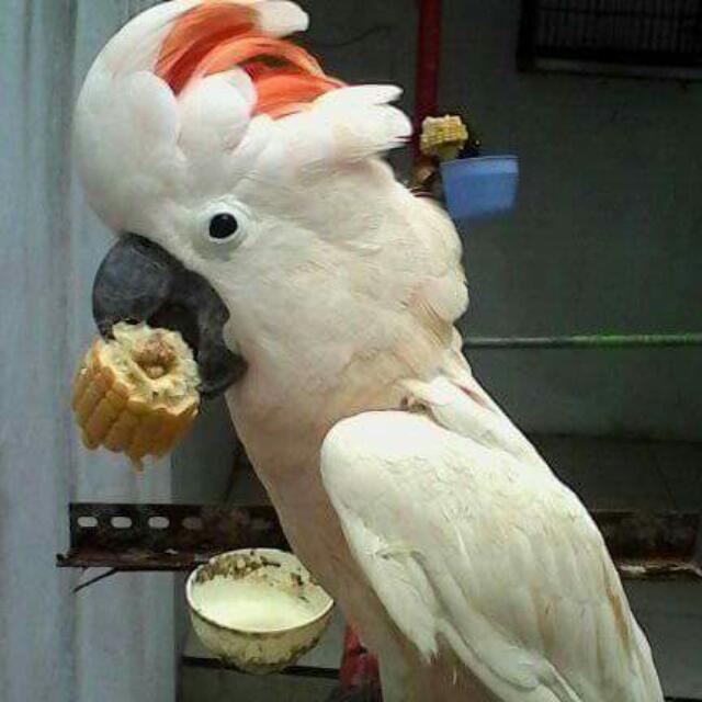 Gambar Burung Kakatua 