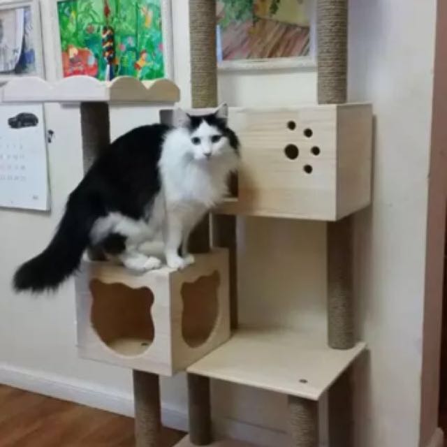 Premium Solid Pine Wood Cat Condo, Pet Supplies, Homes & Other Pet