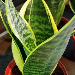 Potted Plant