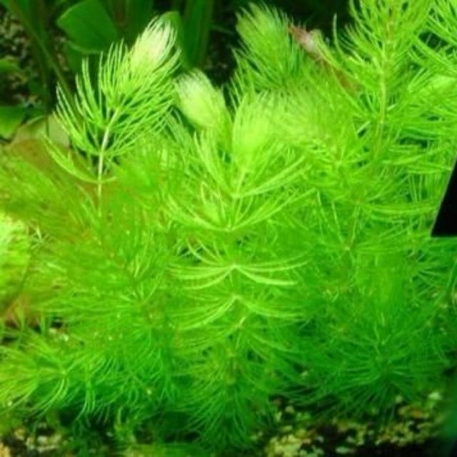 水草 金魚藻 超好種 入門款 耐熱 淨化水質 仔魚躲藏 造景 生長快速 美觀 自產自銷 哩哩扣扣 其他在旋轉拍賣