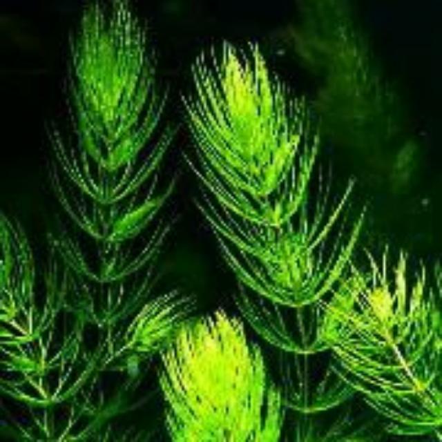 水草 金魚藻 超好種 入門款 耐熱 淨化水質 仔魚躲藏 造景 生長快速 美觀 自產自銷 哩哩扣扣 其他在旋轉拍賣