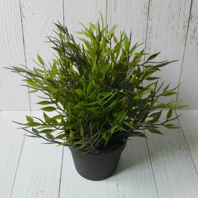 Ikea Yucca Elephantipes Tree For Sale In North Oaks Mn Offerup