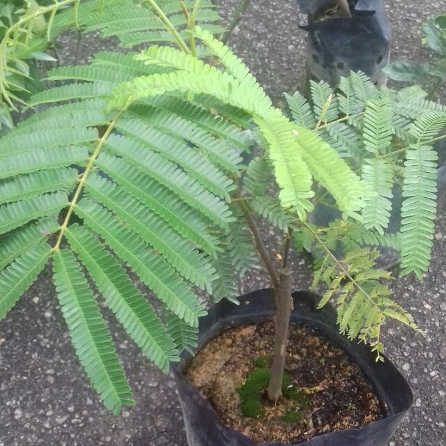 Anak Pokok Petai Hybrid, Rumah & Perabot, Perkebunan di 