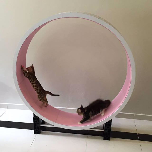 Ferris cat wheel shop