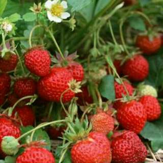 Benih Red Strawberry / Bibit Strawberry Merah (Import)