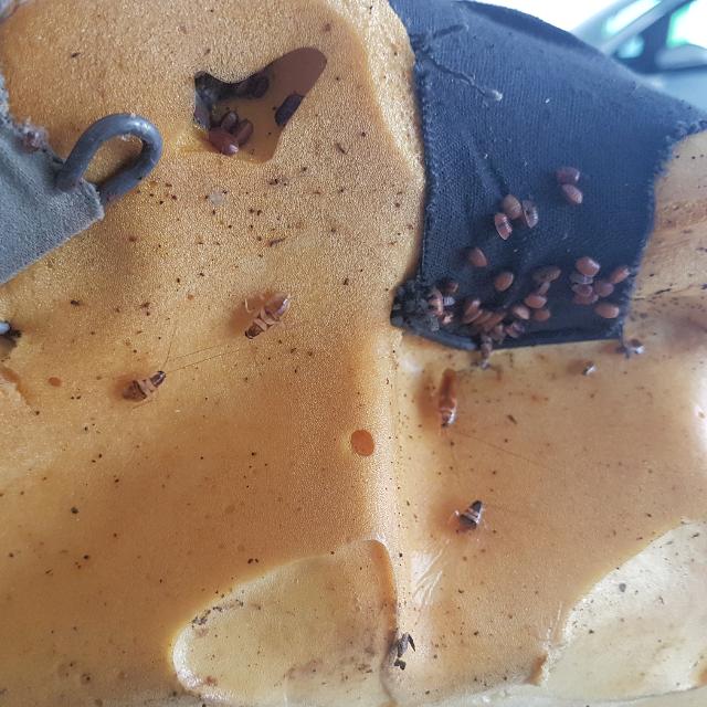 Gothic Group Sex Cock Roach Eggs