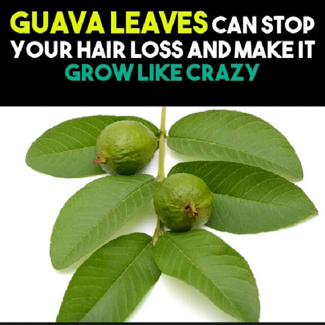 Fresh Guava Leaves 29 Leaves Per Pks, Furniture & Home Living